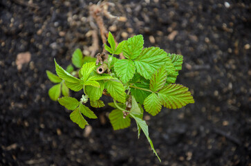 Raspberry plant leaves above dark soil.