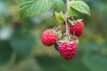 Small branch with raspberries close-up. Selective focus
