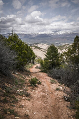 Fototapeta na wymiar Skinny trail running between small pine trees on mountain side in Eagle Colorado with adobe clay hills in and snow-capped peaks in background in spring time