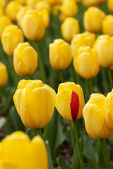 Yellow Dutch tulips bloomed in the flowerbed. Close-up.