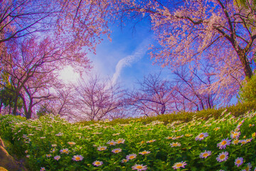Obraz na płótnie Canvas 満開の桜とマーガレットの花畑