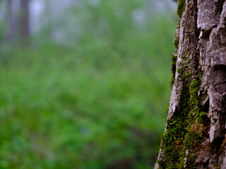 Mossy tree trunk, blurred out background, room for copy