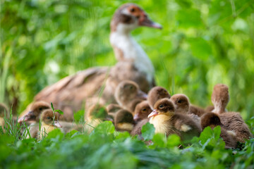 Ducklings with mother on grass