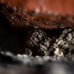Jumping spider in a wall crack