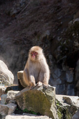 Portrait of a macaque sitting on a rock