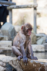 Portrait of a macaque who has been swimming, Jigokudani Yaen Koen, Nagano, Japan