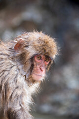 Close up of a macaque taken at Jigokudani Yaen Koen (snow monkey park) in Japan