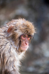 Close up of a macaque taken at Jigokudani Yaen Koen (snow monkey park) in Japan