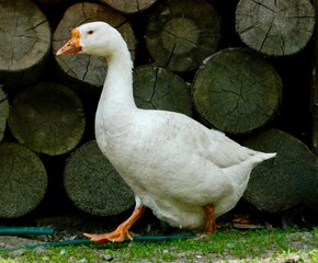 white goose on a green grass
