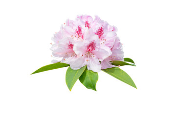 Rhododendron pale pink flowers and leaves isolated transparent png - Powered by Adobe