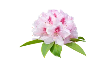 Papier Peint photo Azalée Rhododendron pale pink flowers and leaves isolated transparent png