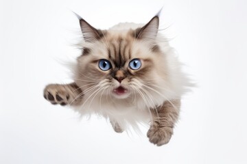 Fototapeta na wymiar Medium shot portrait photography of an angry ragdoll cat jumping against a white background. With generative AI technology