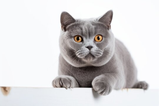 Full-length portrait photography of a smiling british shorthair cat climbing against a white background. With generative AI technology