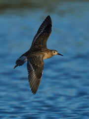 Ruff (Calidris pugnax)
