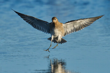 Ruff (Calidris pugnax)