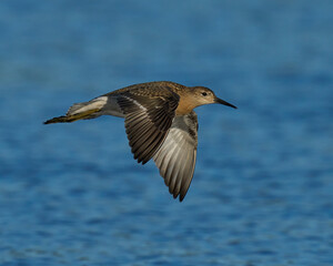 Obraz premium Ruff (Calidris pugnax)