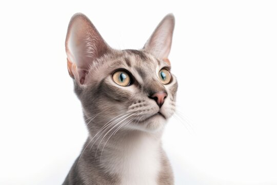 Medium shot portrait photography of a happy oriental shorthair cat back-arching against a white background. With generative AI technology