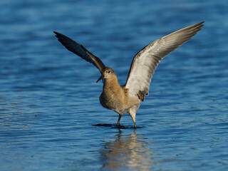 Ruff (Calidris pugnax)