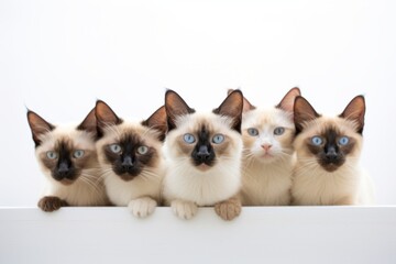 Group portrait photography of a happy balinese cat wall climbing against a white background. With generative AI technology