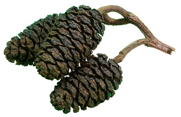 Isolated closeup of the cone-like fruit of a European black alder, Alnus glutinosa