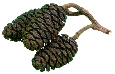 Isolated closeup of the cone-like fruit of a European black alder, Alnus glutinosa