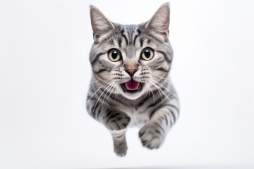 Fototapeta na wymiar Lifestyle portrait photography of a smiling american shorthair cat sprinting against a white background. With generative AI technology