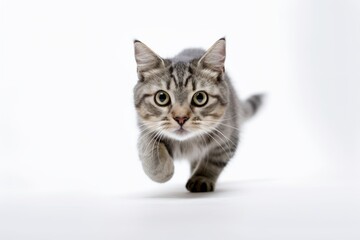 Medium shot portrait photography of a curious manx cat running against a white background. With generative AI technology