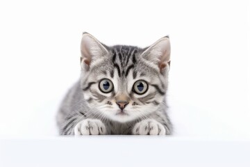 Medium shot portrait photography of a curious american shorthair cat crouching against a white background. With generative AI technology
