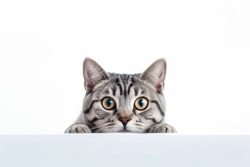 Medium shot portrait photography of a curious american shorthair cat crouching against a white background. With generative AI technology