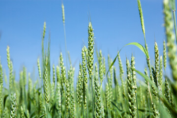 Ears of green wheat, close-up, against the blue sky. Rich harvest idea, harvest time concept.