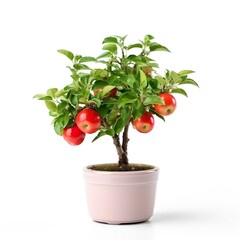 Bonsai Apfelbaum mit roten Früchten in einem hellen Keramik Topf, Miniatur Baum, KI generiert