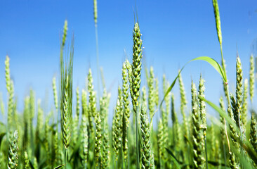 Ears of green wheat, close-up, against the blue sky. Rich harvest idea, harvest time concept.