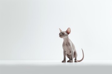 Environmental portrait photography of a happy sphynx cat playing against a minimalist or empty room background. With generative AI technology