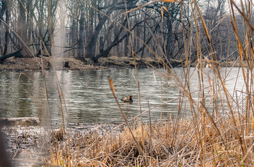 Mandarin ducks swim in the river in spring during the breeding season. Breeding season for mandarin...
