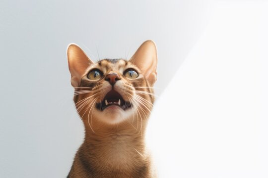 Medium shot portrait photography of a happy abyssinian cat begging for food against a minimalist or empty room background. With generative AI technology