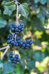 Ivy berries: shrub species, evergreen lianosa, which we can easily find in its natural state.