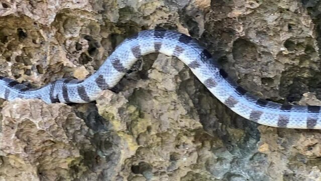 Poisonous sea snake krait on the stones near the sea