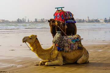 Camels, on the beach of Essaouira