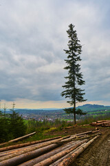 A pile of stacked wood in witow, near Zakopane, Poland