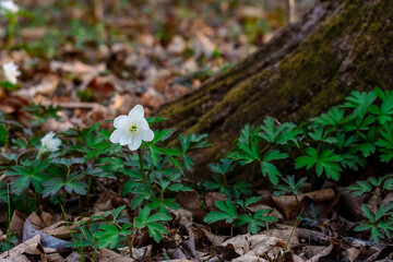 Amur anemone. white anemone flowers.