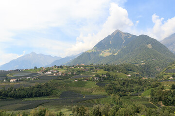 Naklejka premium Panorama with South Tyrolean Apple plantations, vineyards and mountains in Tirolo, South Tyrol, Italy