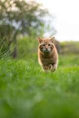 Naklejka na ściany i meble cat in the grass,the red cat moves gracefully, the red cat walks on the grass