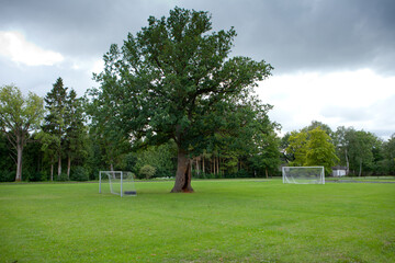 oak tree growing at the stadium in saaremaa island in estonia at summer