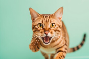 Medium shot portrait photography of an angry bengal cat pouncing against a pastel or soft colors background. With generative AI technology