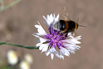 Bumblebee on a cornflower flower.