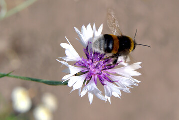 Bumblebee on a cornflower flower.
