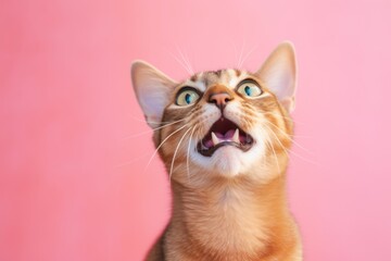 Lifestyle portrait photography of a curious abyssinian cat meowing against a pastel or soft colors background. With generative AI technology