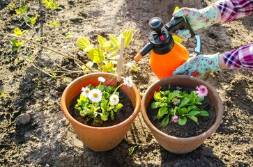 Spring day, a woman sprays beautiful daisy flowers in a garden planted in a pot, holds an orange sprayer in her hands.  The concept of seasonal work in the garden.  Close-up.
