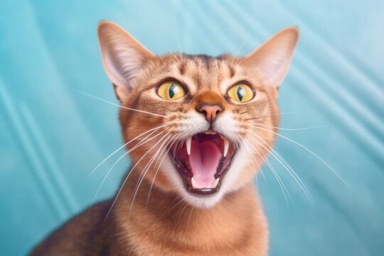 Lifestyle portrait photography of a curious abyssinian cat meowing against a pastel or soft colors background. With generative AI technology