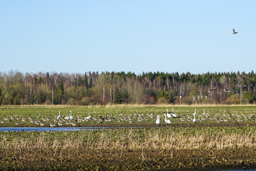 Bird life in early spring, a flock of wild geese and white swans foraging in an agricultural field